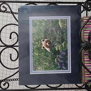 Peek-a-blue,‎ Brown Bear in Lupine, Alaskan Wildlife Matted Photos